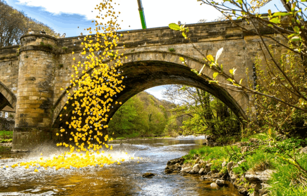 The Grand Duck Race
